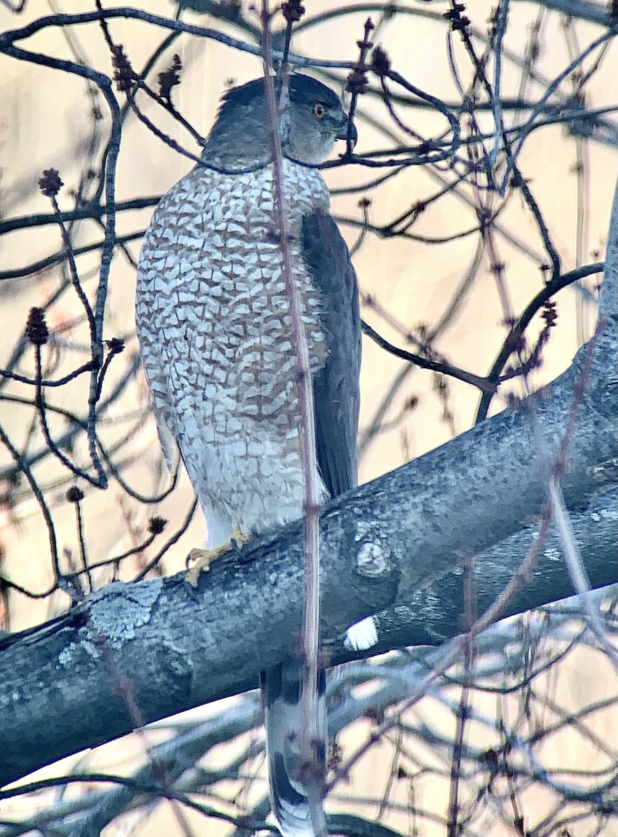 Cooper's Hawk - ML629797464