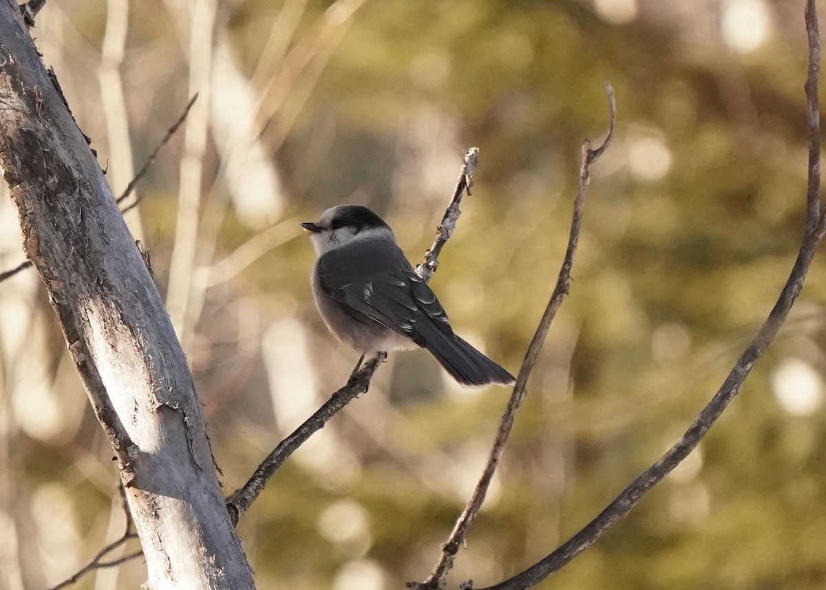 Canada Jay - ML629797492