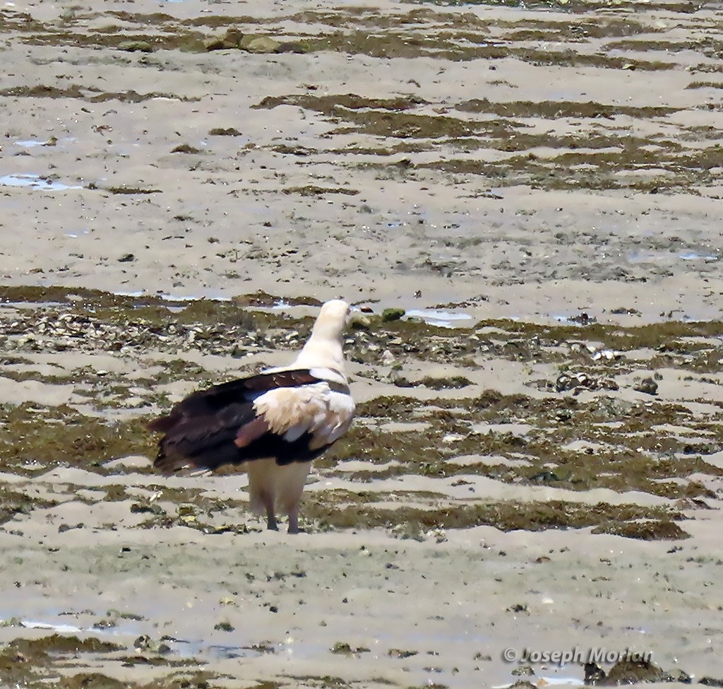 Palm-nut Vulture - ML629797511