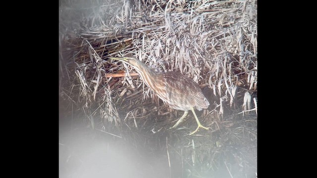 American Bittern - ML629797528