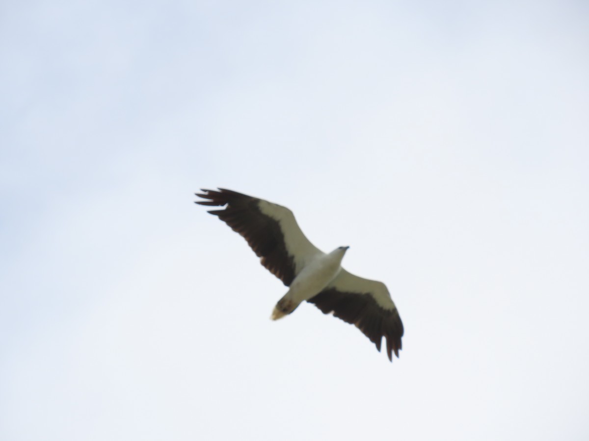 White-bellied Sea-Eagle - ML629797648