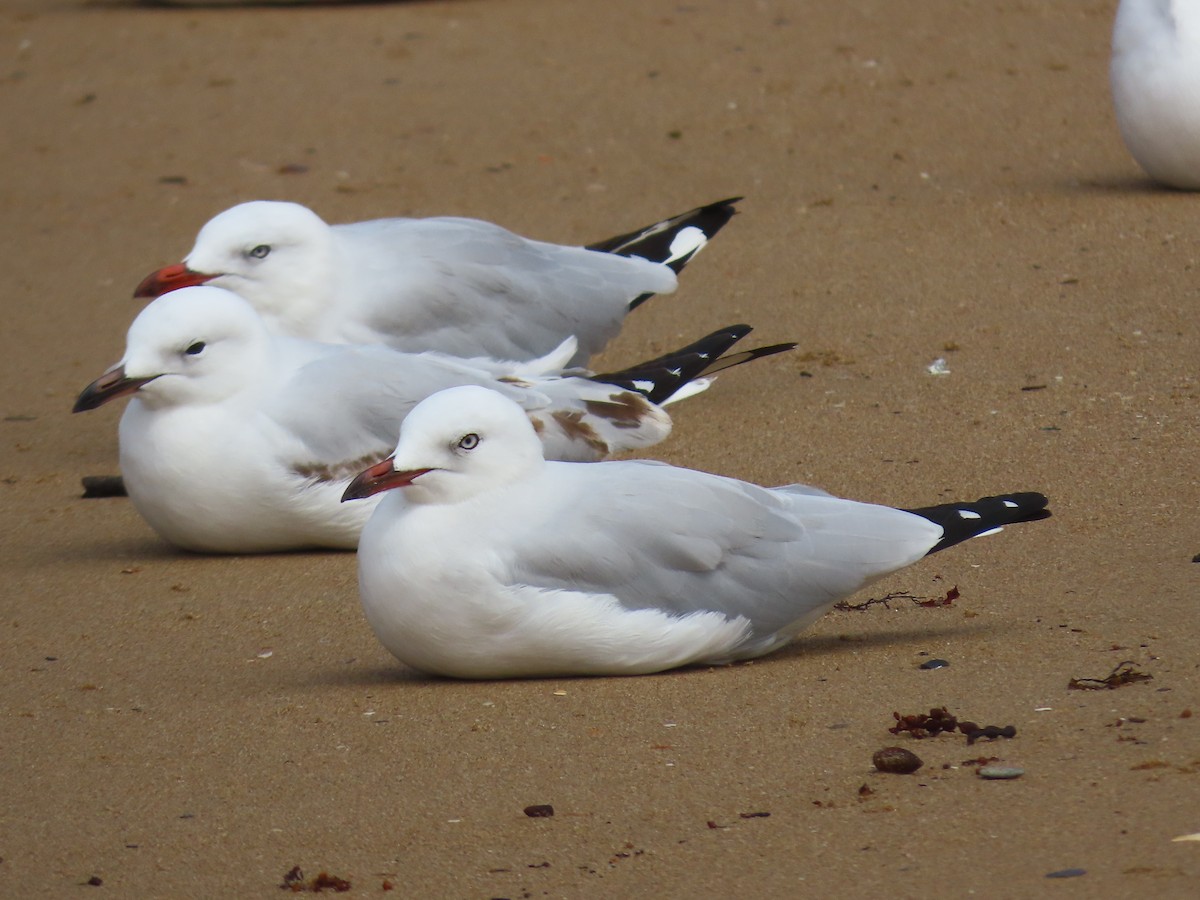 Silver Gull (Silver) - ML629797664
