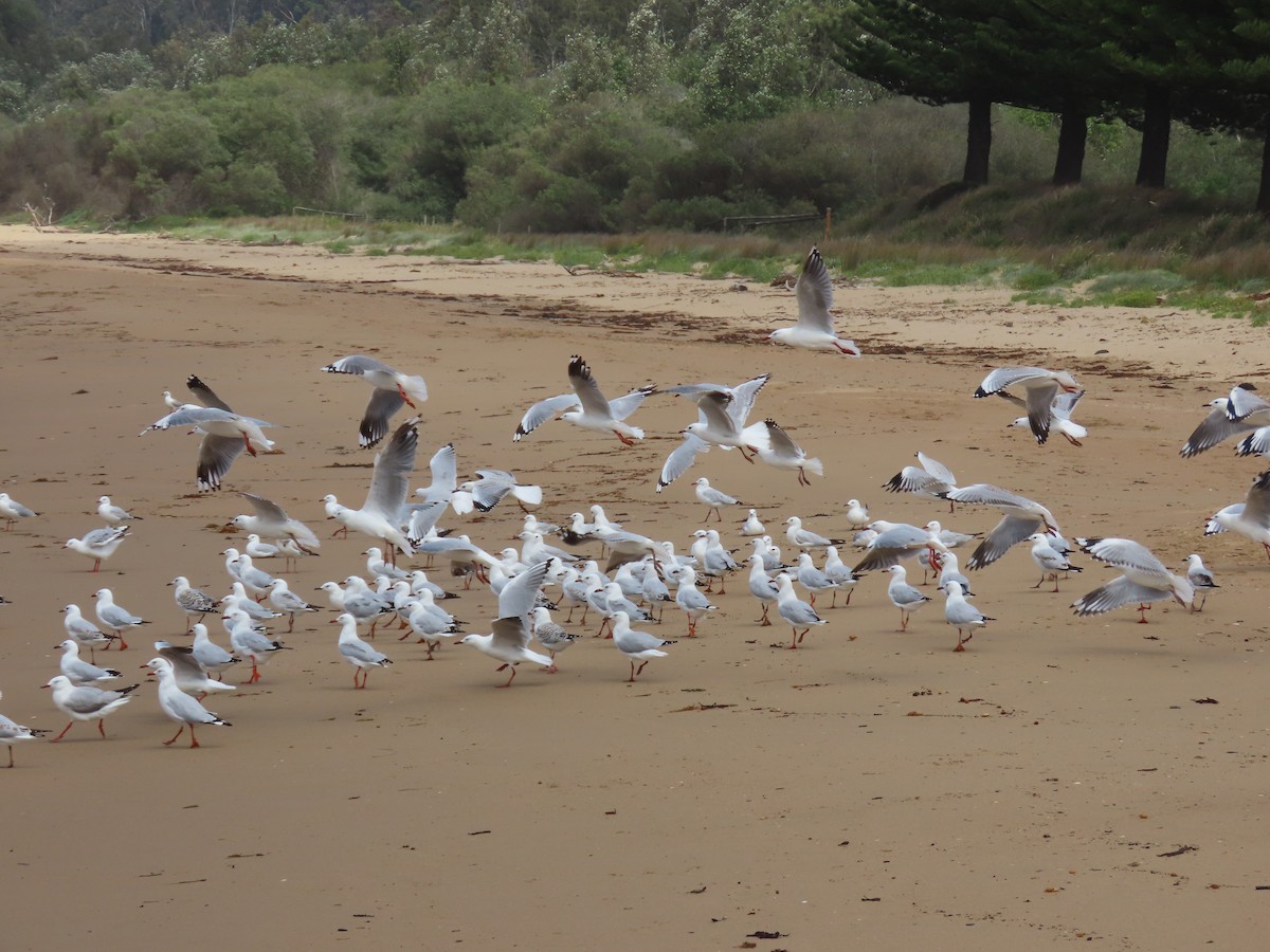 Silver Gull (Silver) - ML629797665