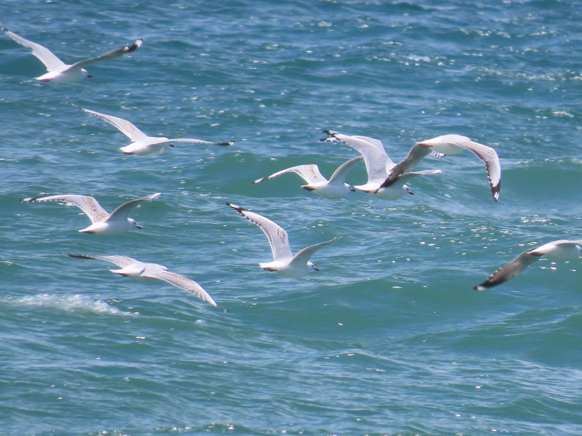 Silver Gull (Silver) - ML629797701