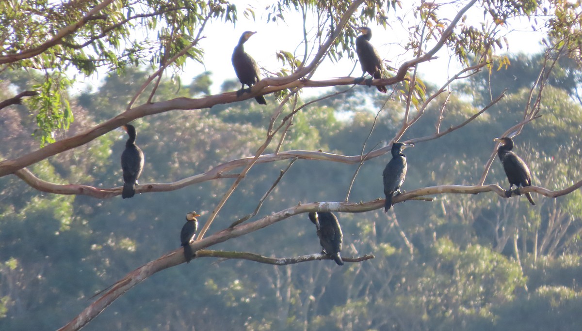 Ubarroi handia (novaehollandiae) - ML629797780