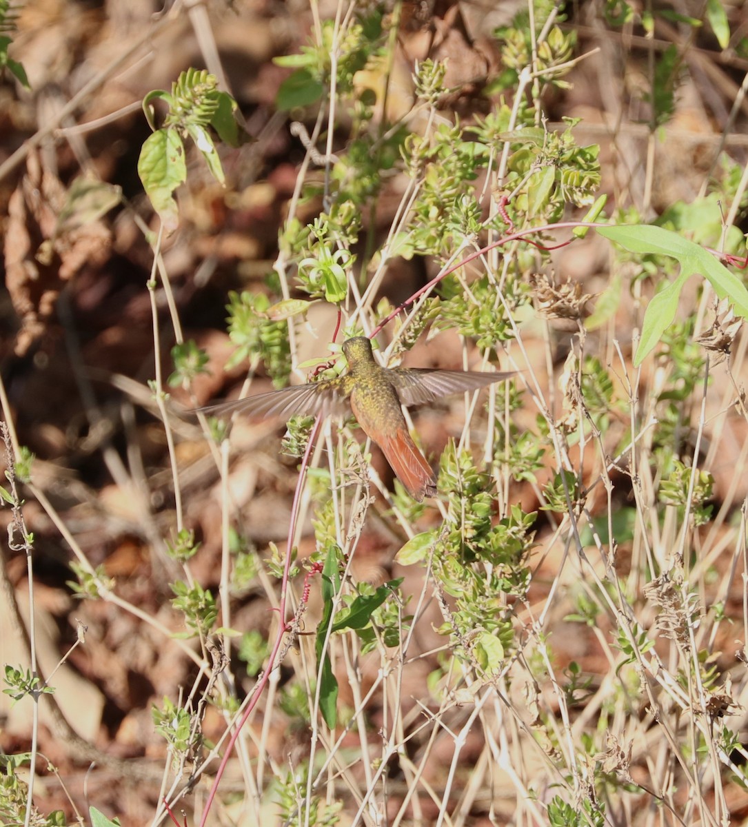 Cinnamon Hummingbird - ML629797846