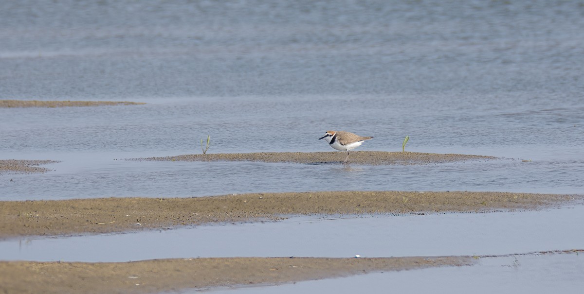 Kentish Plover (Kentish) - ML629798056