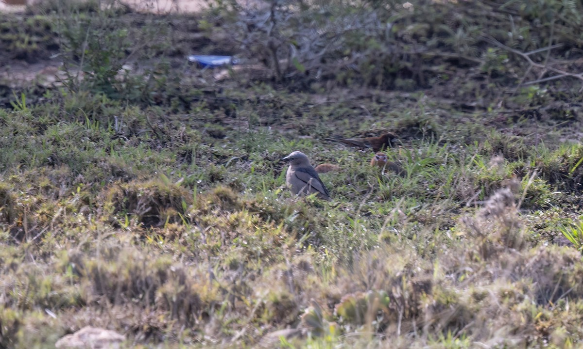 Gray-capped Social-Weaver - ML629798185