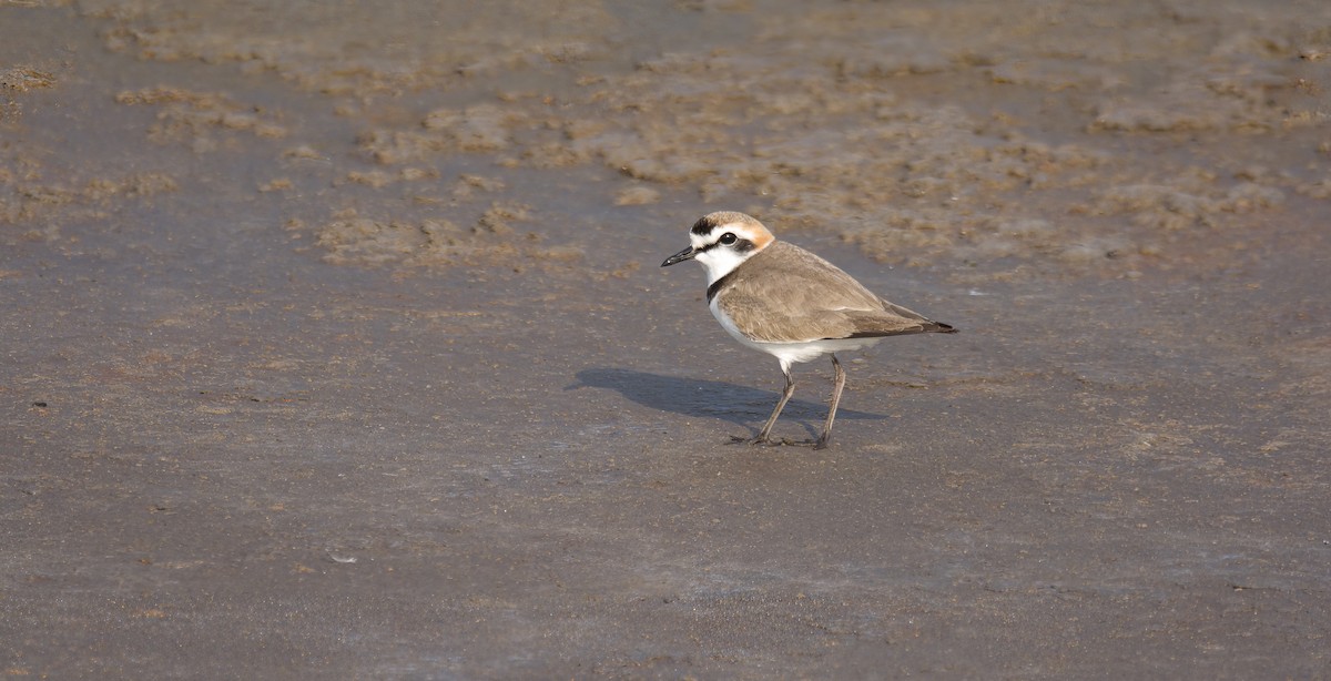 Kentish Plover (Kentish) - ML629798300