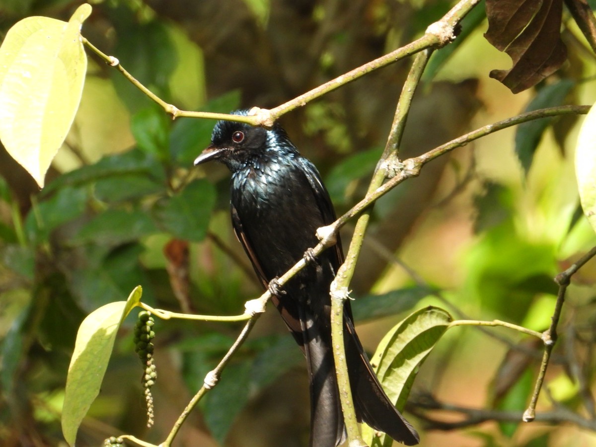 Bronzed Drongo - ML629798541