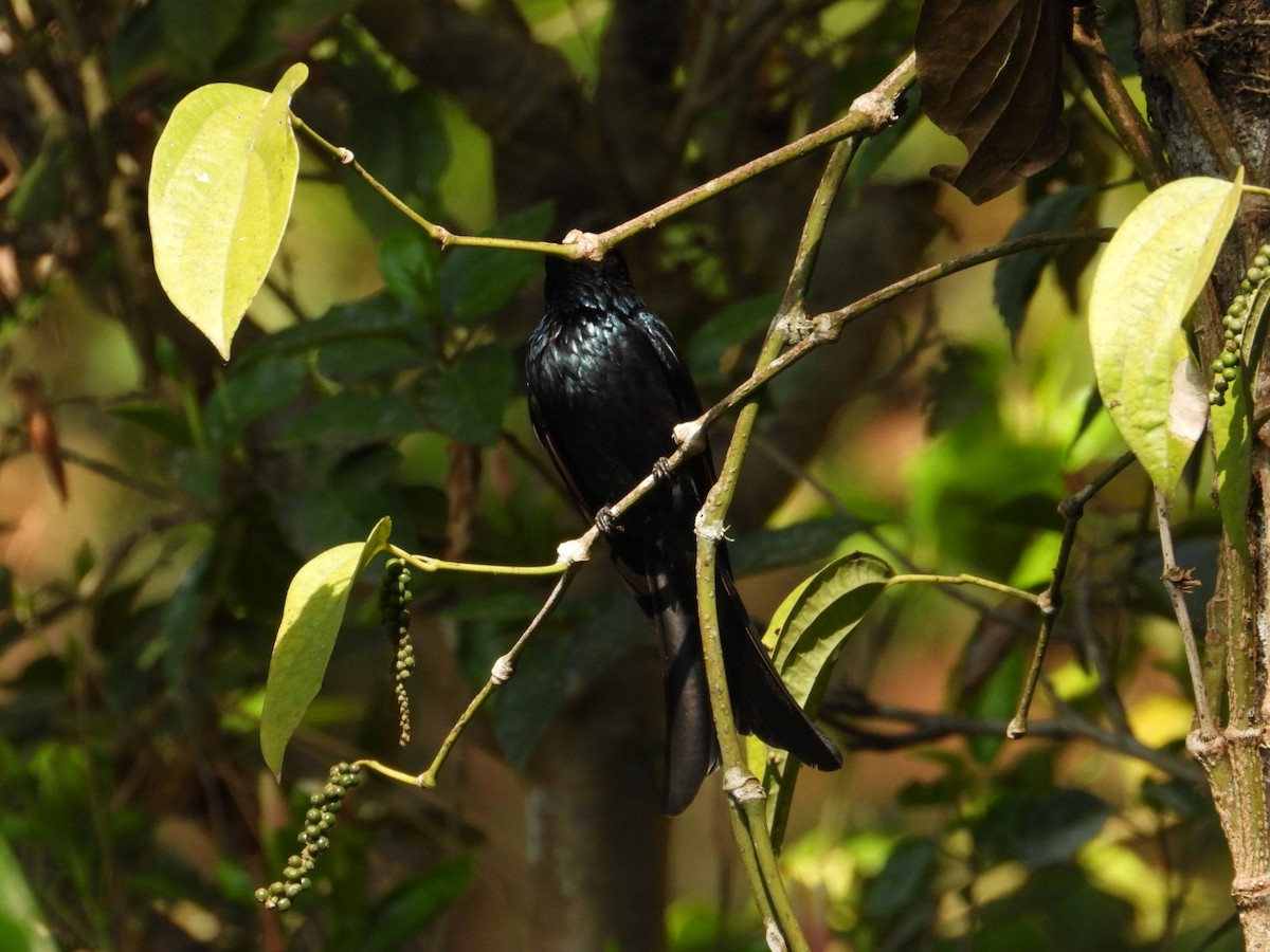 Bronzed Drongo - ML629798542
