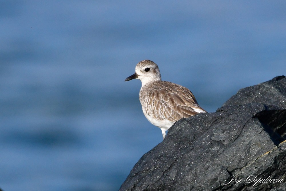 Black-bellied Plover - ML629798613