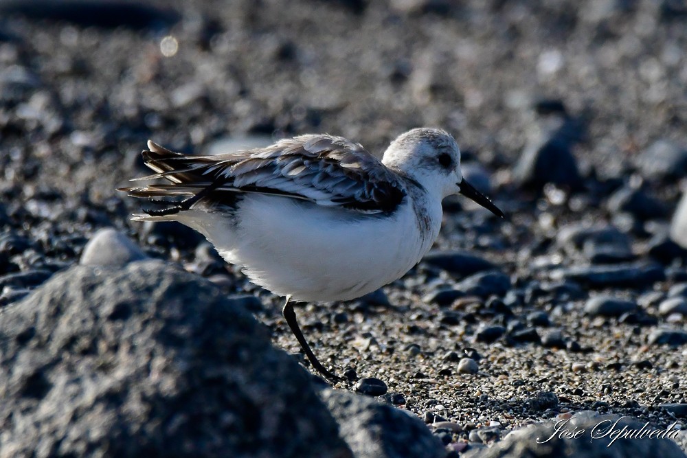 Sanderling - ML629798641