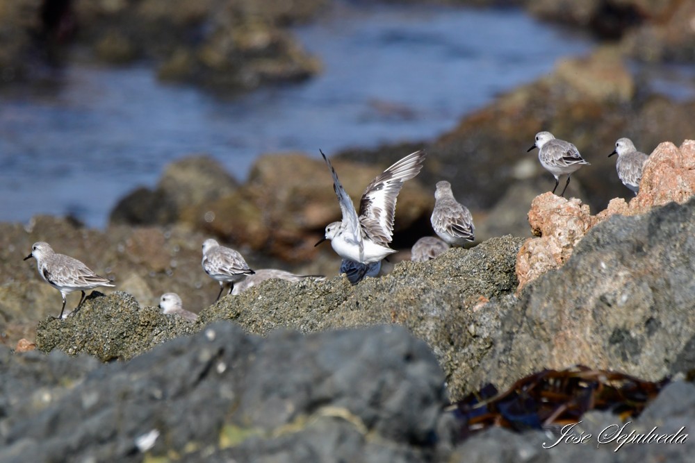Sanderling - ML629798643