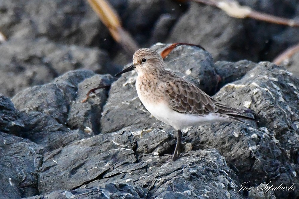 Baird's Sandpiper - ML629798648