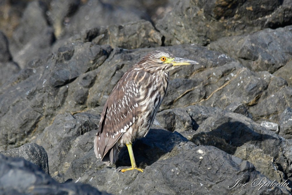 Black-crowned Night Heron - ML629798672