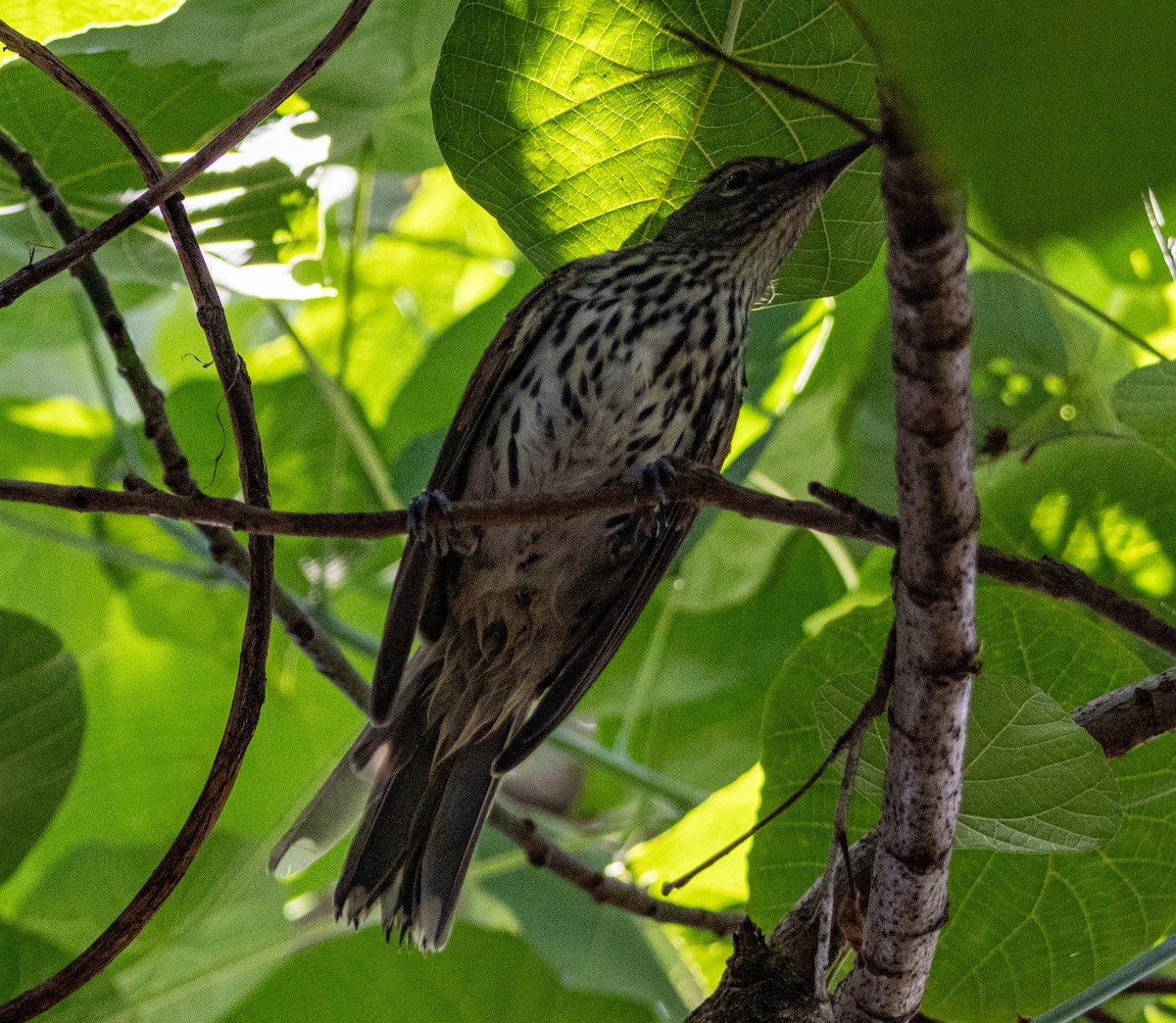Olive-backed Oriole - ML629798679