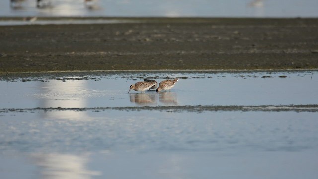 Spitzschwanz-Strandläufer - ML629798707
