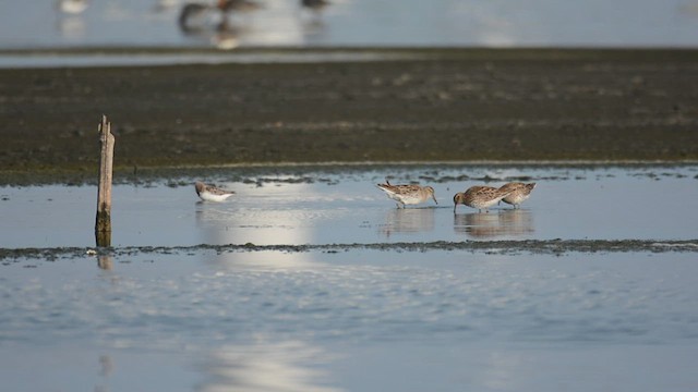 Spitzschwanz-Strandläufer - ML629798708