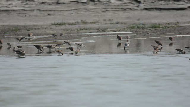Spitzschwanz-Strandläufer - ML629798709