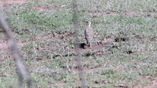 Double-banded Courser - ML629798773