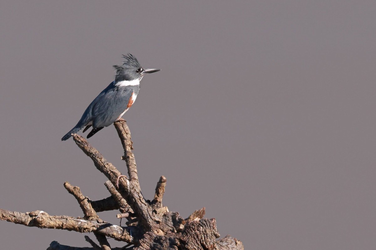 Belted Kingfisher - ML629798820