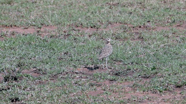 Double-banded Courser - ML629798835
