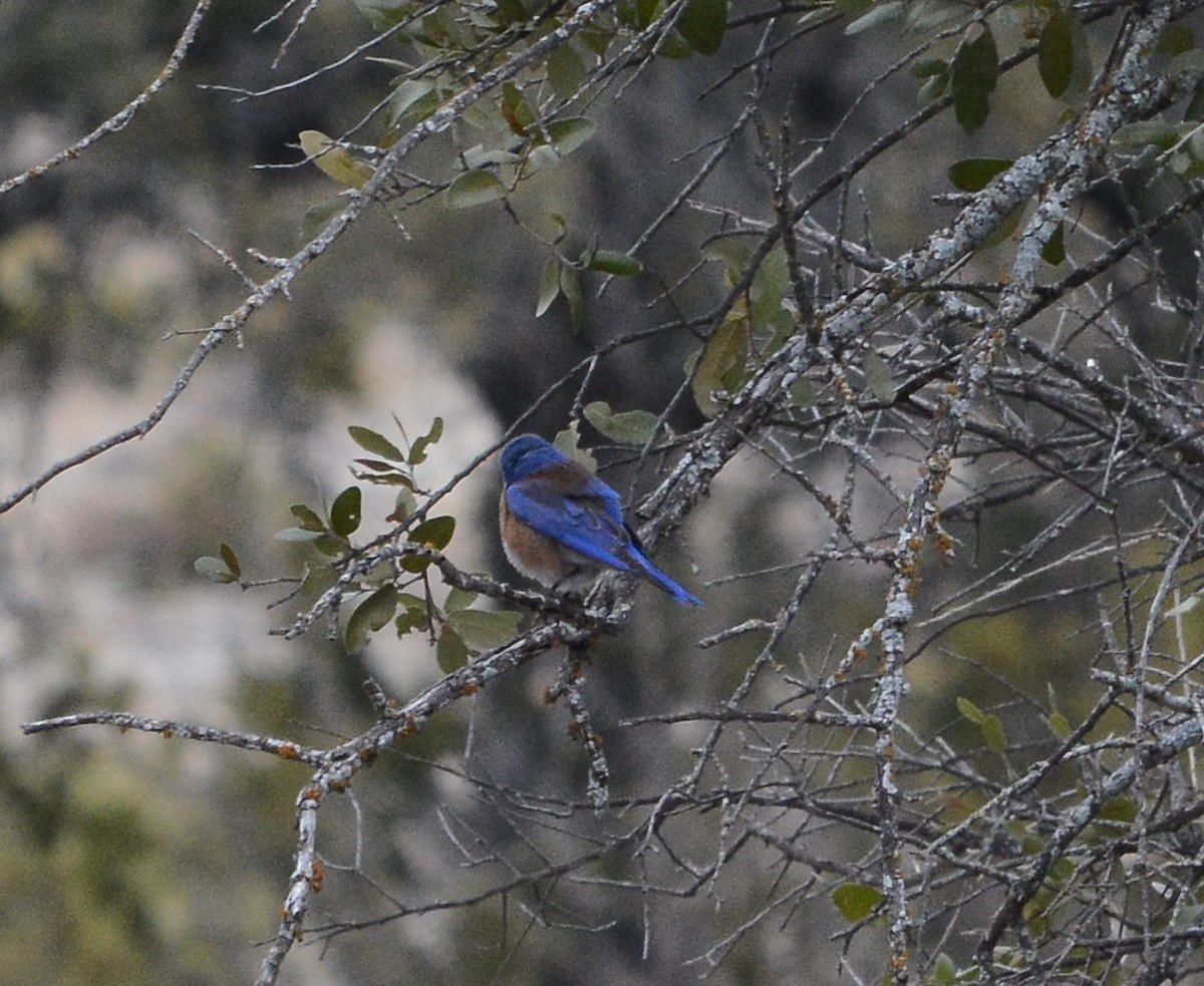 Western Bluebird - ML629798843