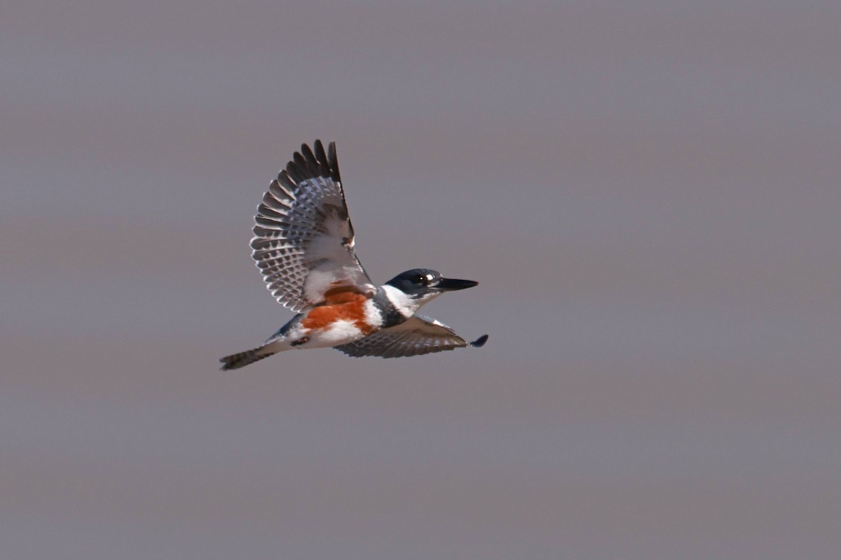 Belted Kingfisher - ML629798844