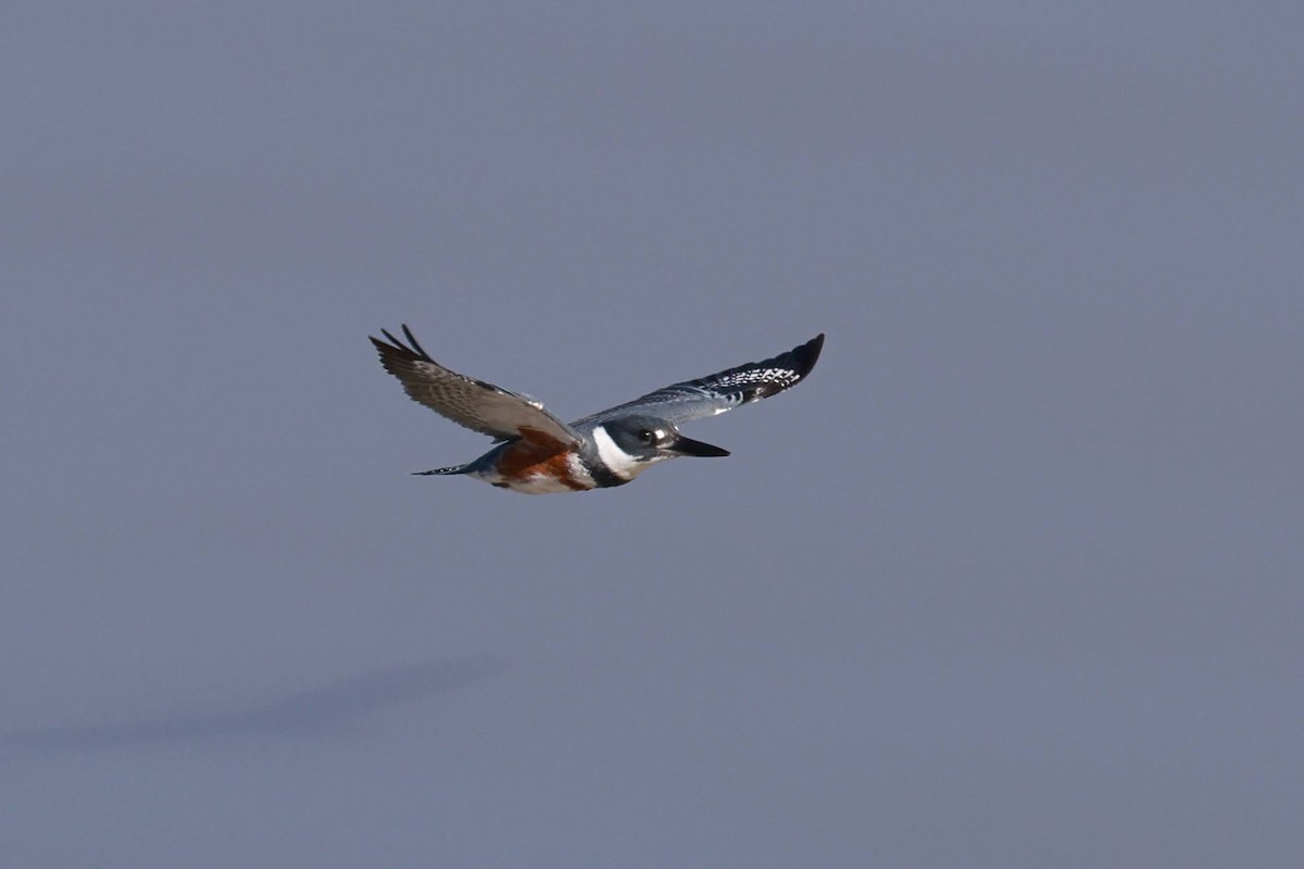 Belted Kingfisher - ML629798870