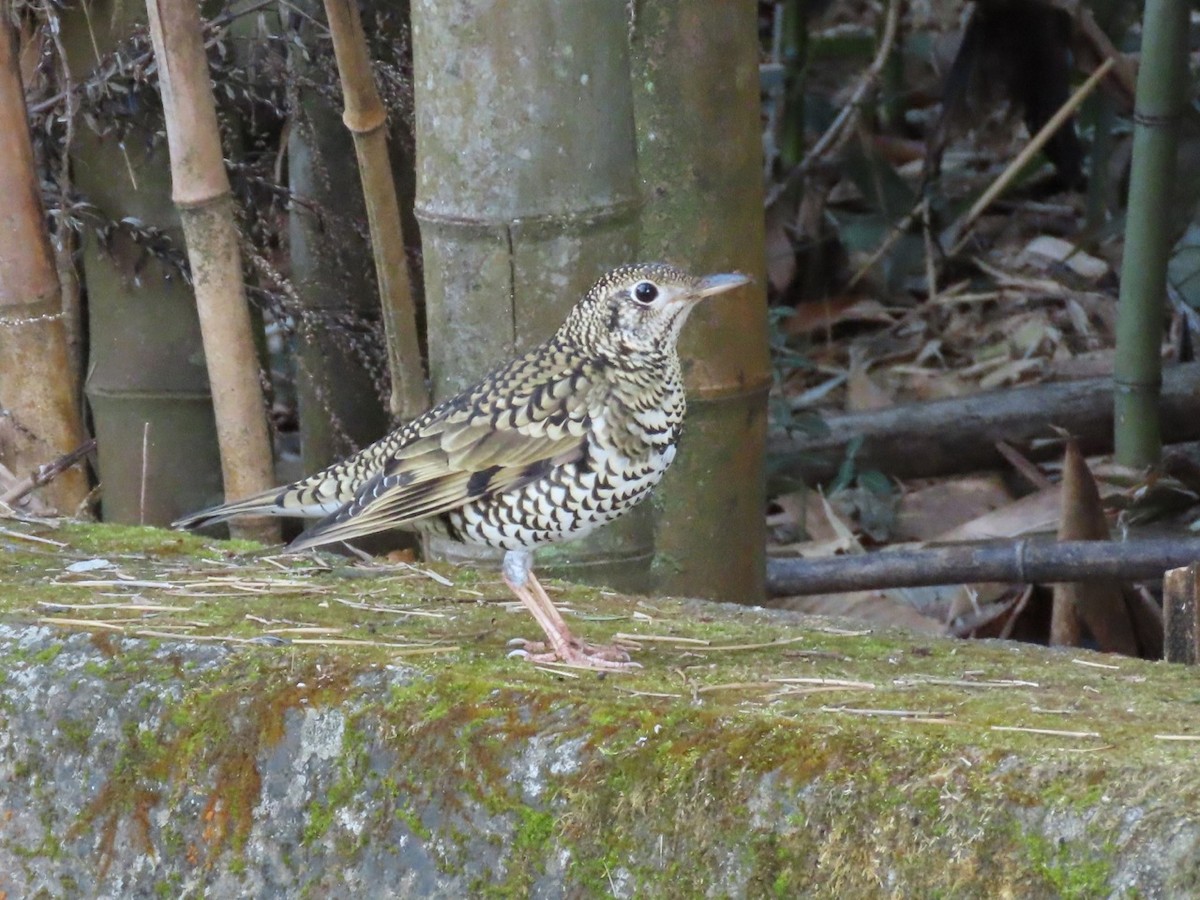 White's Thrush - ML629798875