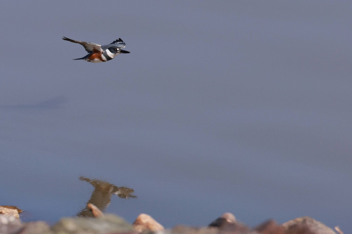 Belted Kingfisher - ML629798886