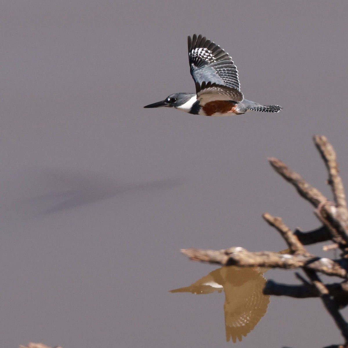 Belted Kingfisher - ML629798920