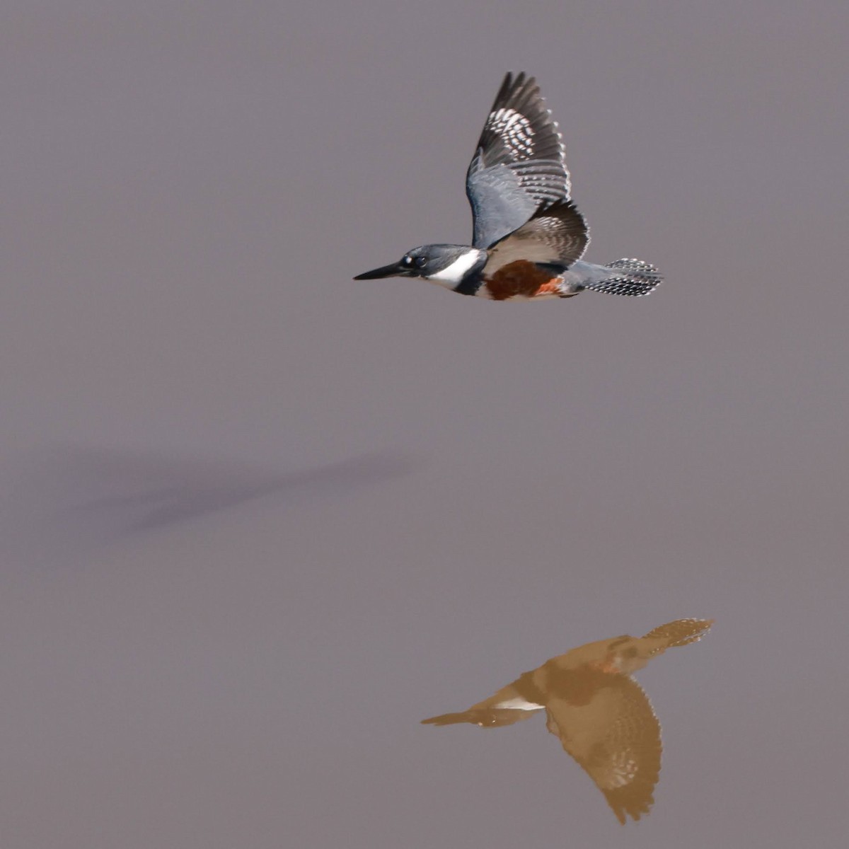 Belted Kingfisher - ML629798933