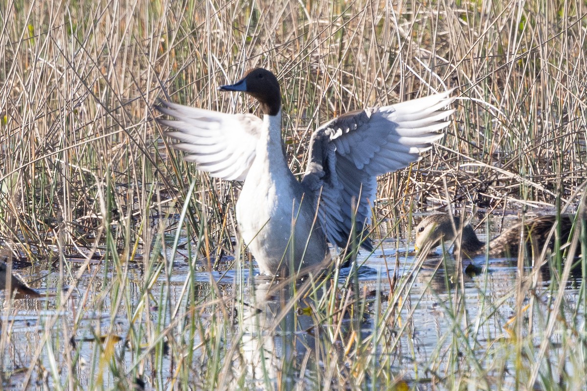 Northern Pintail - ML629799137