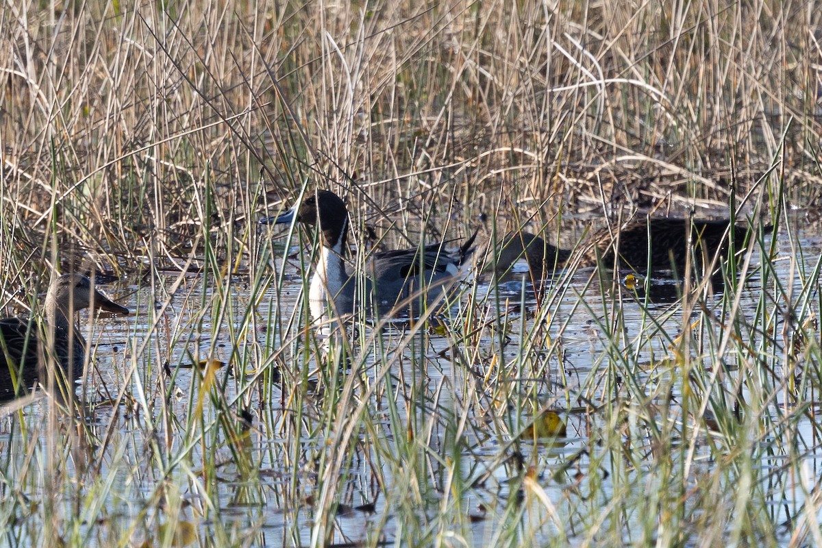 Northern Pintail - ML629799139