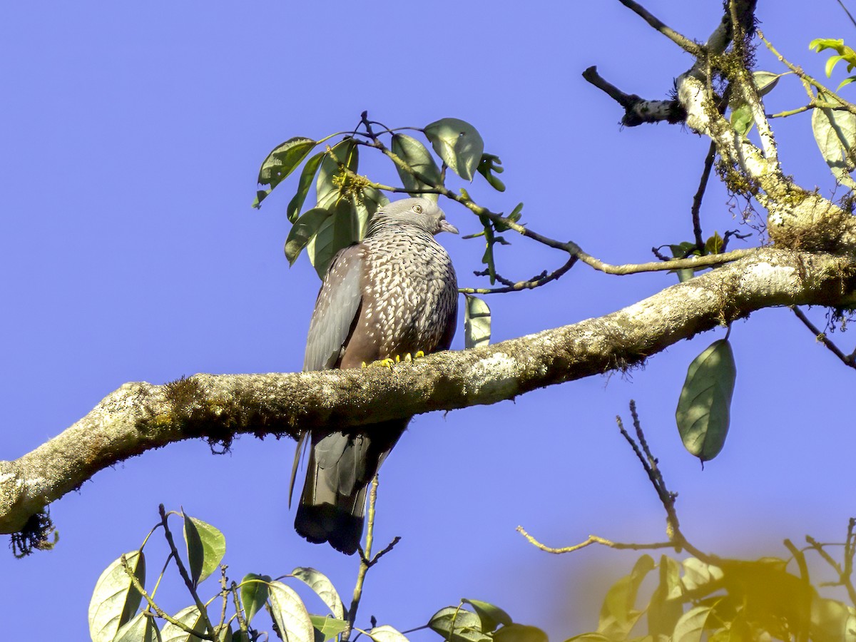 Pigeon de Hodgson - ML629799316