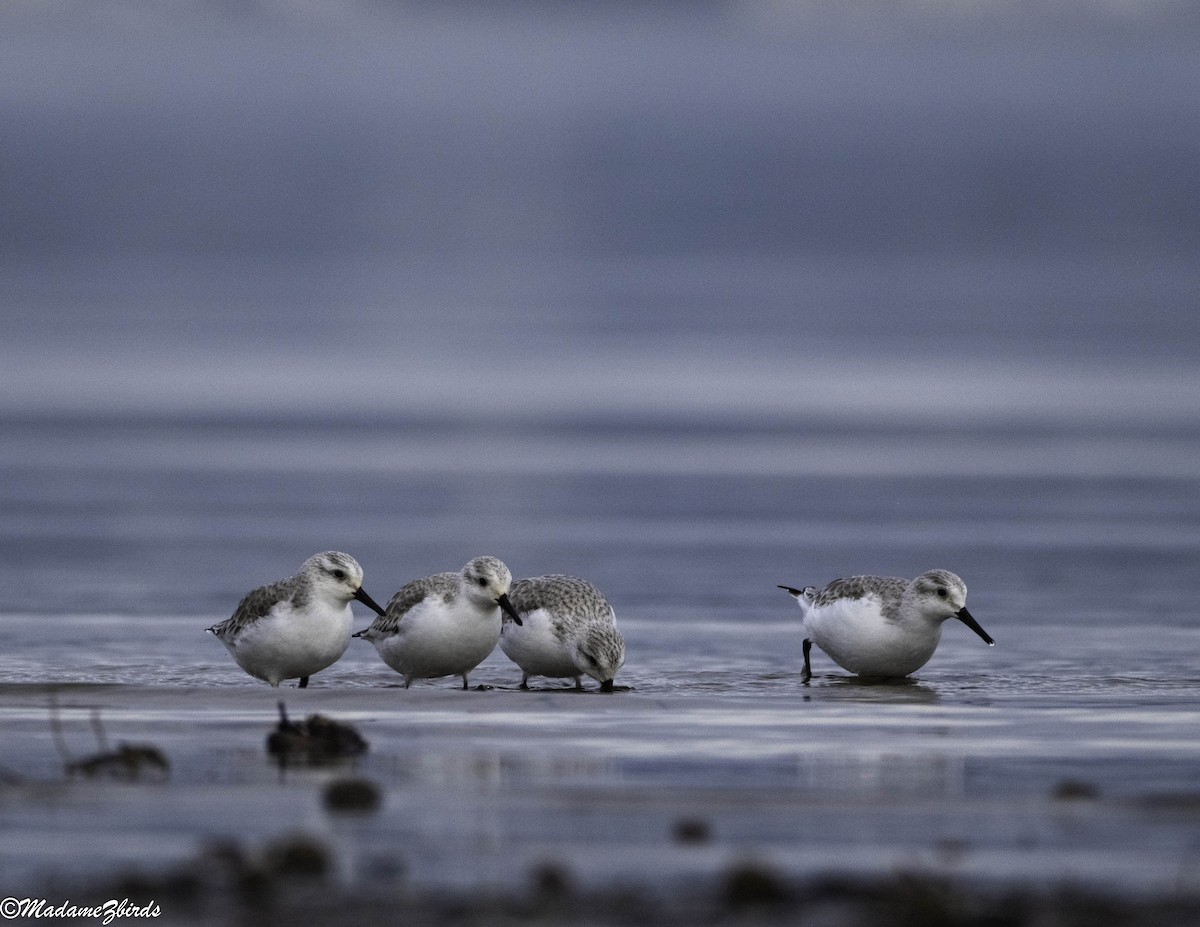 Гурвалж элсэг - ML629799723