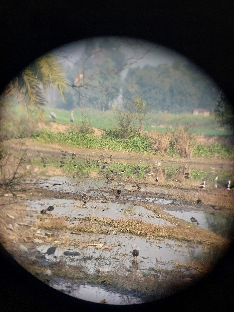 Eurasian Moorhen - ML629799730