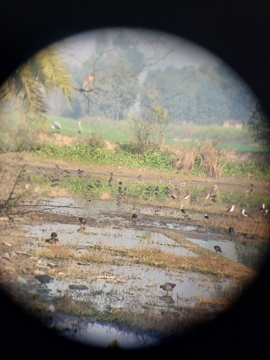 Eurasian Moorhen - ML629799731