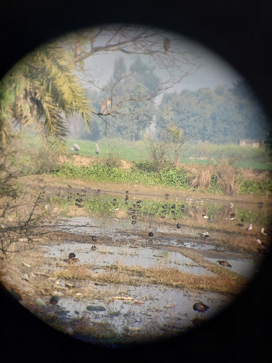 Eurasian Moorhen - ML629799732