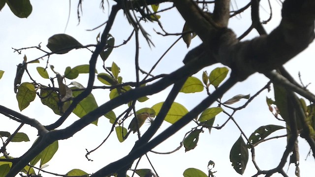 Common Tody-Flycatcher - ML629799849