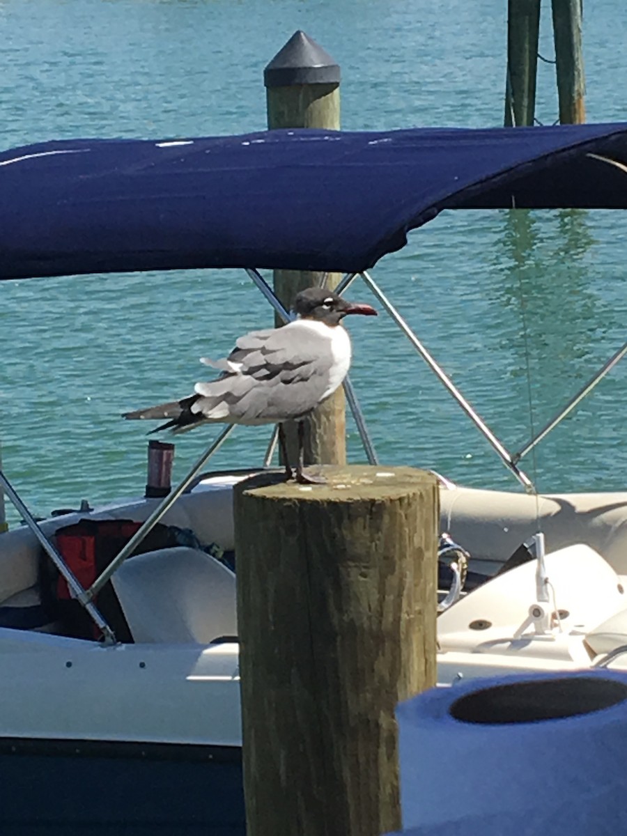 Laughing Gull - ML629799933