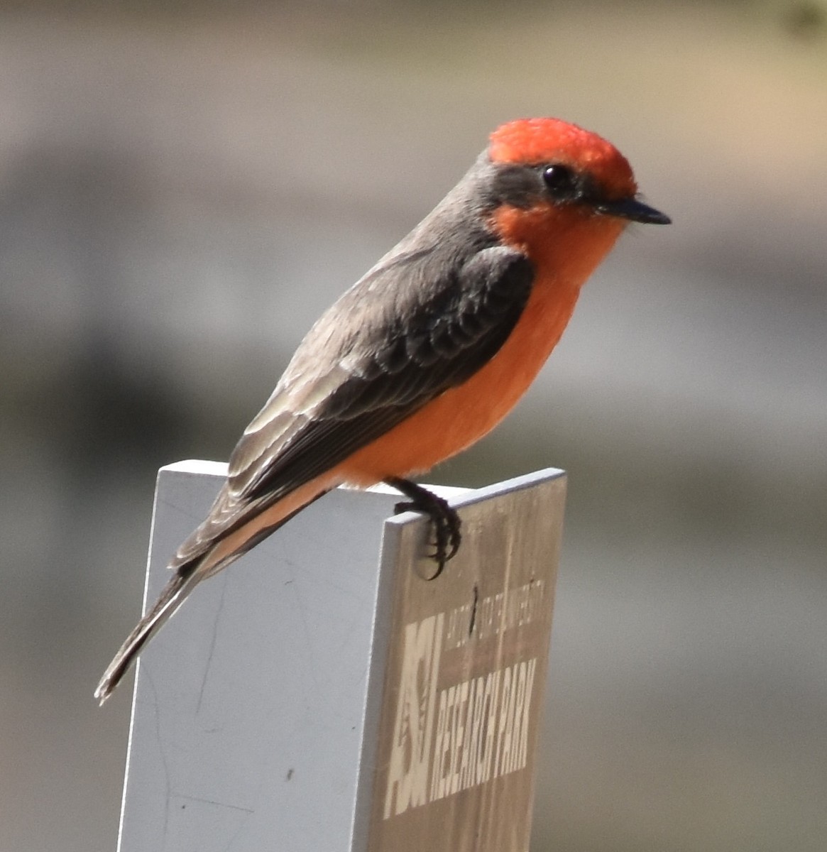 Vermilion Flycatcher - ML629799949