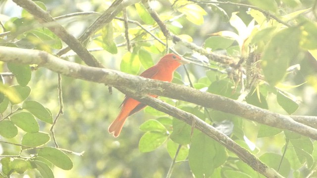 Summer Tanager - ML629799952