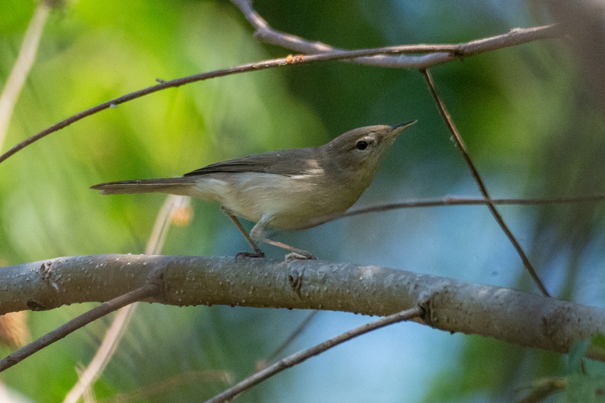 Sykes's Warbler - ML629800058
