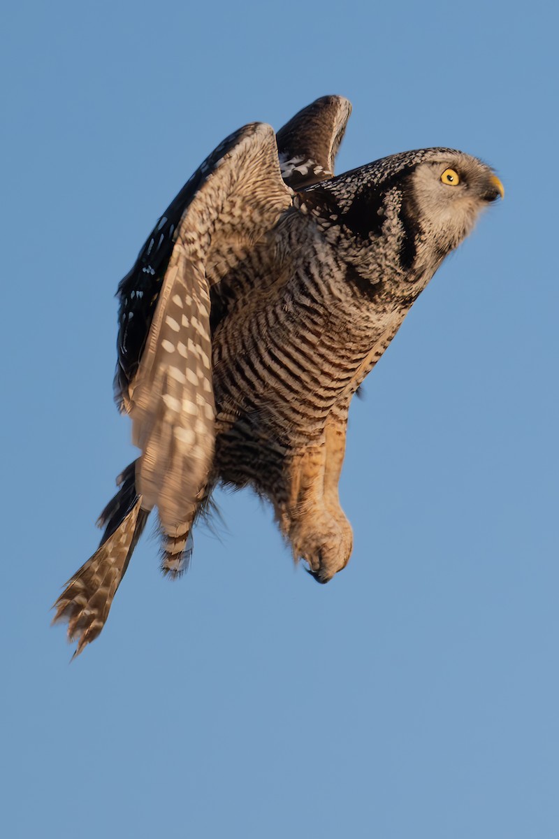 Northern Hawk Owl - ML629800088