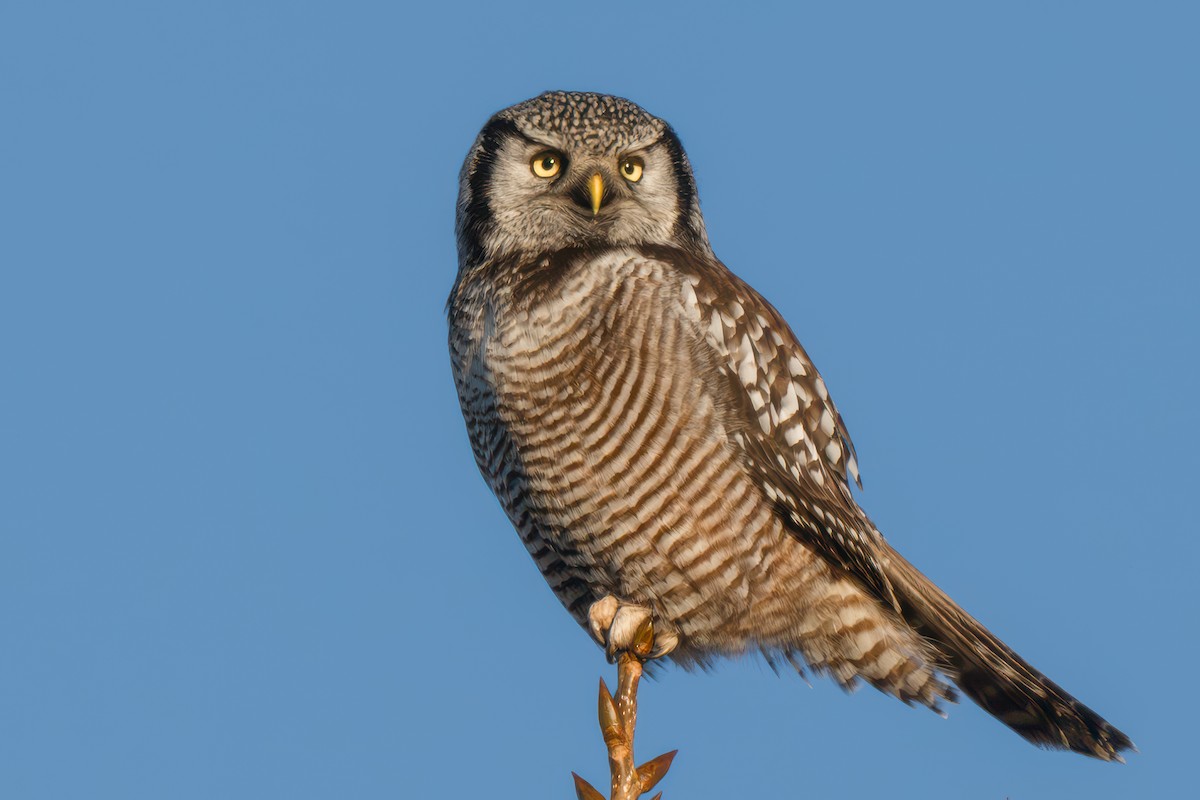 Northern Hawk Owl - ML629800089