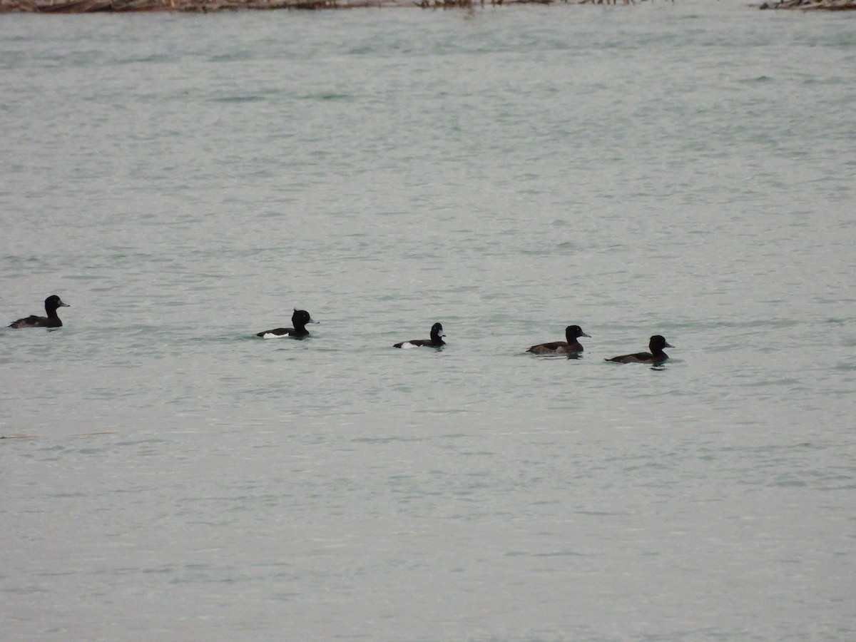 Гэзэгт шумбуур - ML629800116