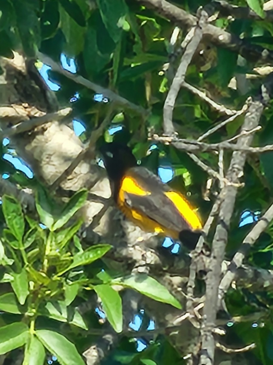 Black-vented Oriole - ML629800123